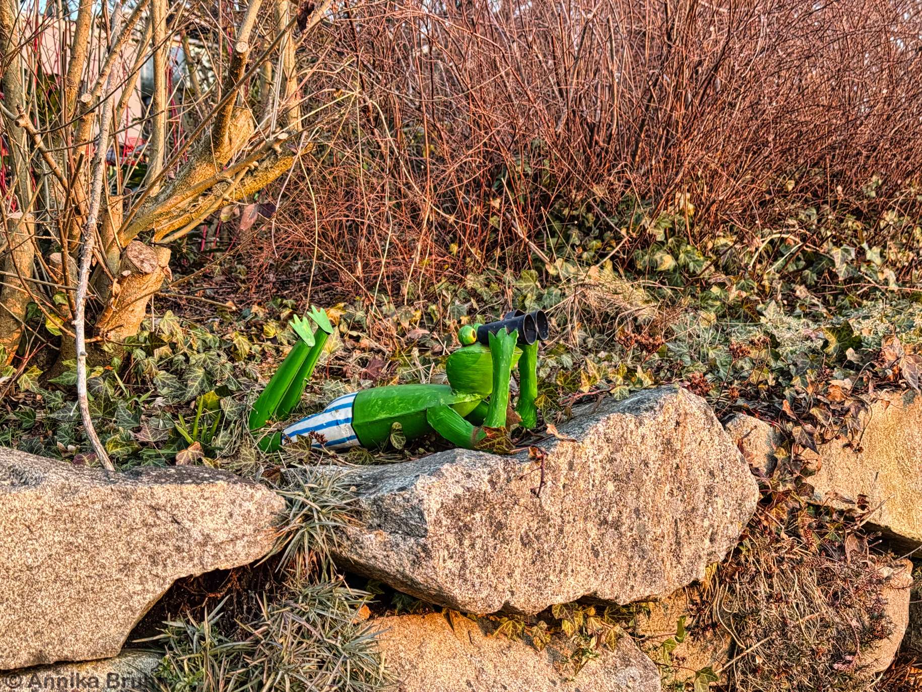 Was der Frosch wohl beobachtet